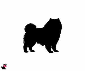 Chow chow jaki jest i na co choruje