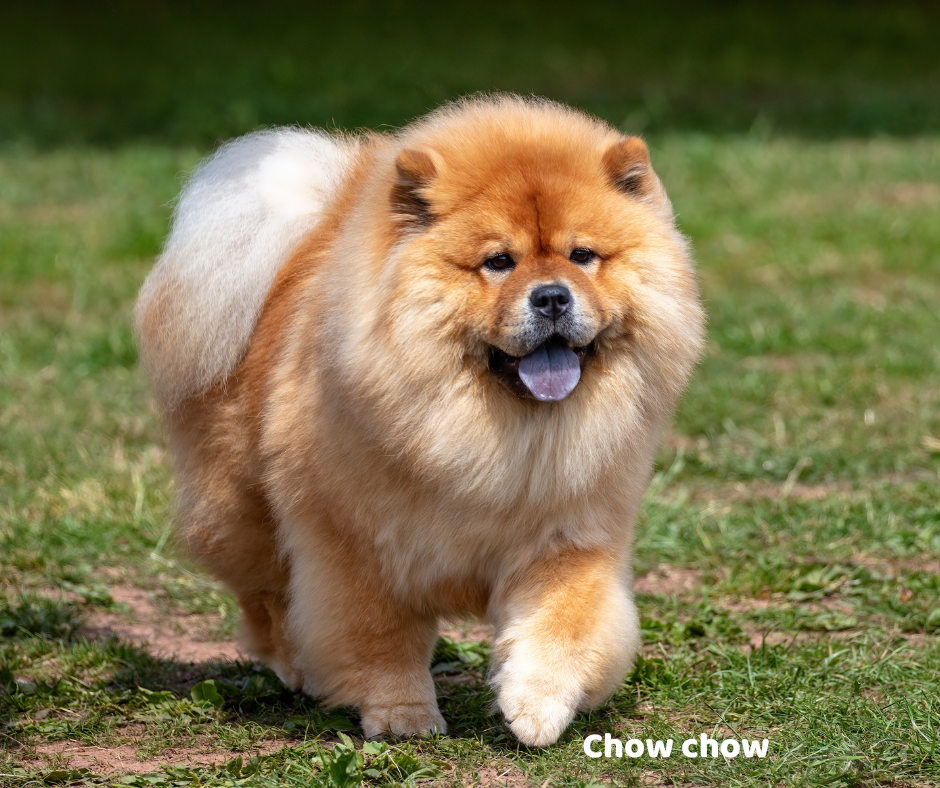 Chow chow jaki jest i na co choruje