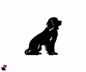 Clumber spaniel jaki jest i na co choruje