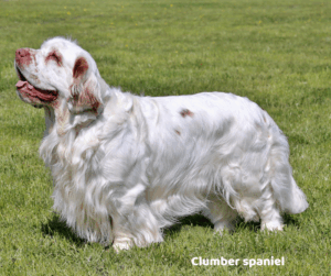Clumber spaniel jaki jest i na co choruje
