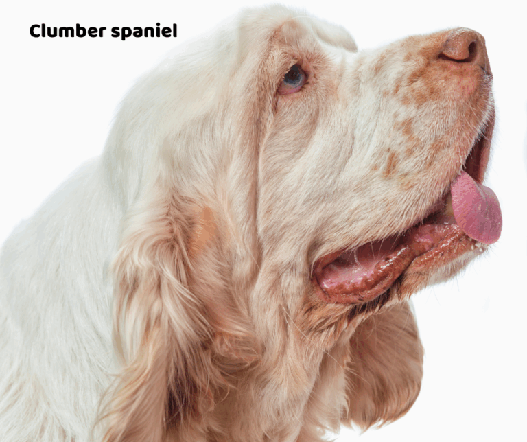 Clumber spaniel jaki jest i na co choruje