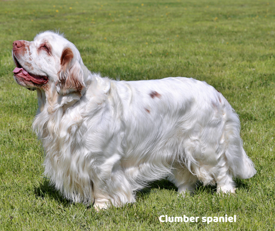 Clumber spaniel jaki jest i na co choruje