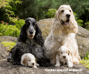 Cocker spaniel angielski jaki jest i na co choruje