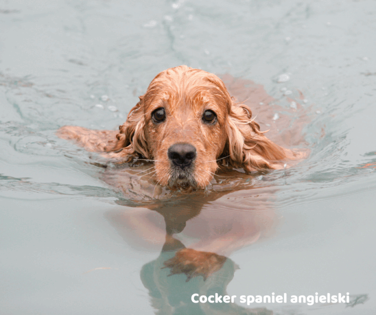 Cocker spaniel angielski jaki jest i na co choruje