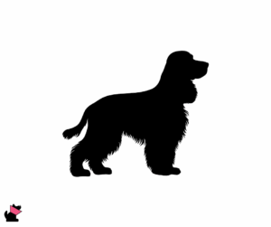 Cocker spaniel angielski jaki jest i na co choruje