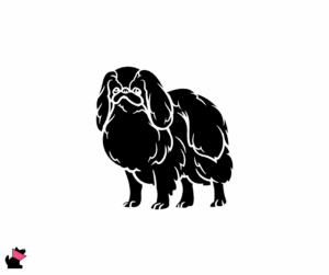 Chin japoński jaki jest i na co choruje