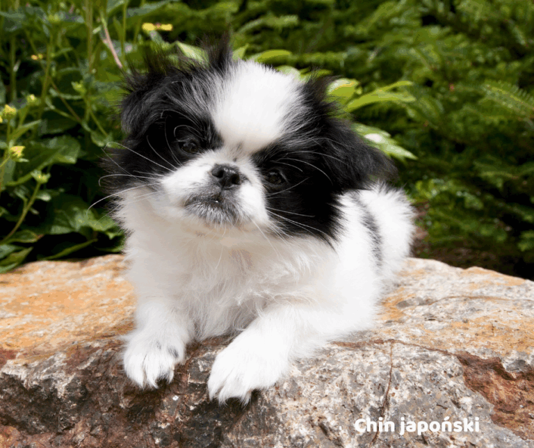 Chin japoński jaki jest i na co choruje