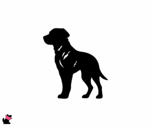 cheaspeake bay retriever