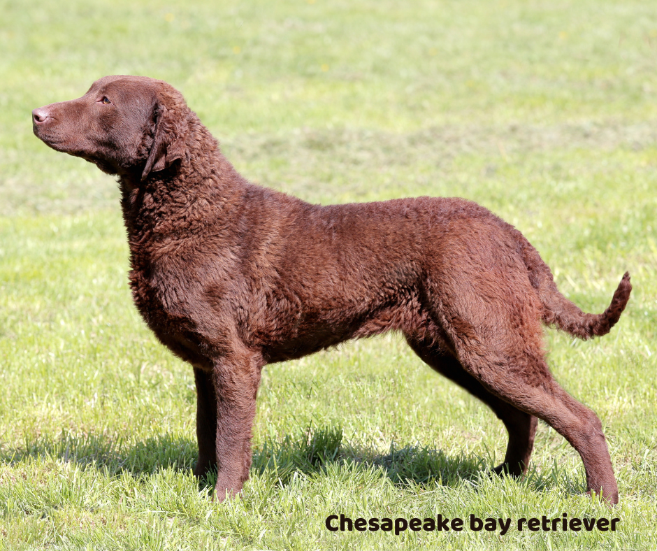 Chesapeake bay retriever jaki jest i na co choruje