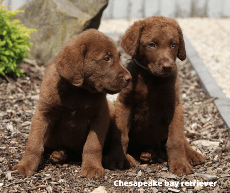 chesapeake bay retriever