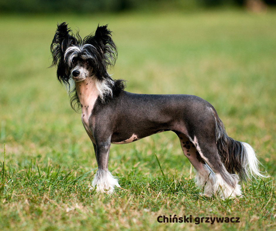 Chiński grzywacz jaki jest i na co choruje