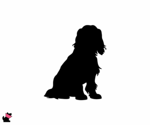 Cocker spaniel amerykański jaki jest i na co choruje