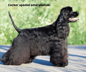 Cocker spaniel amerykański jaki jest i na co choruje