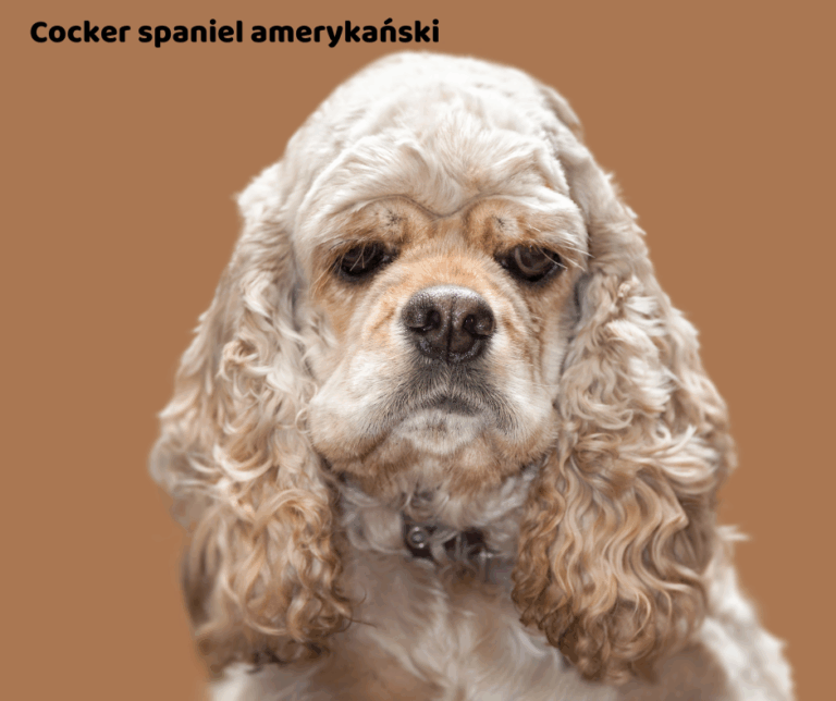 Cocker spaniel amerykański jaki jest i na co choruje