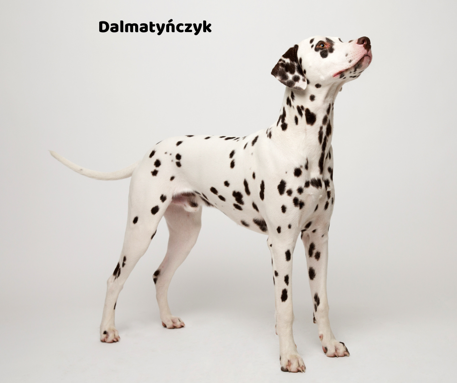 Dalmatyńczyk jaki jest i na co choruje