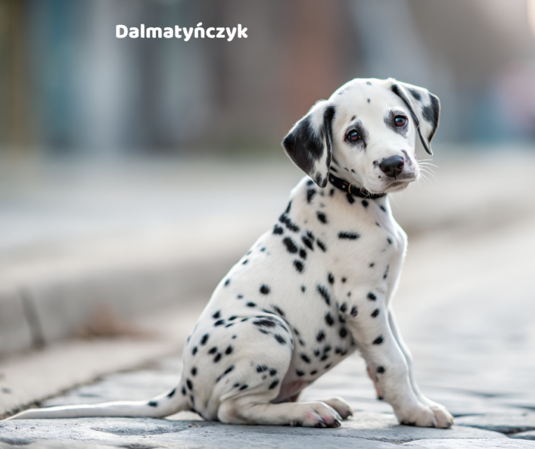Dalmatyńczyk jaki jest i na co choruje