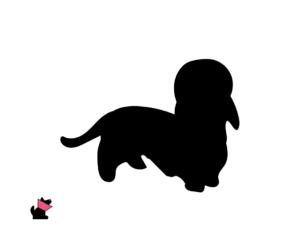 Dandie dinmont terier jaki jest i na co choruje