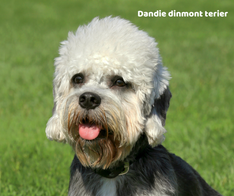 Dandie dinmont terier jaki jest i na co choruje