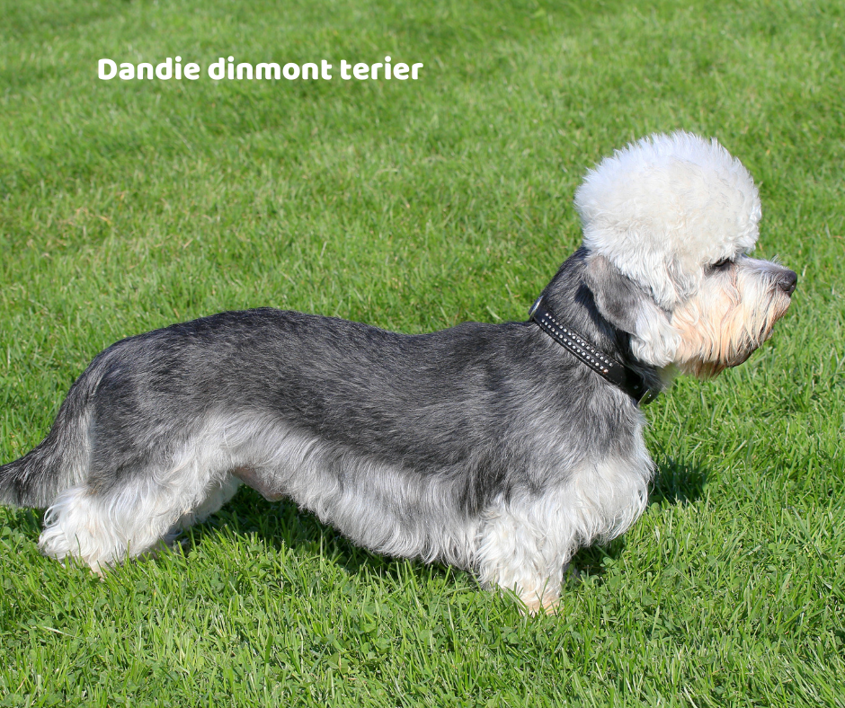 Dandie dinmont terier jaki jest i na co choruje