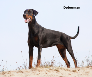 Doberman jaki jest i na co choruje