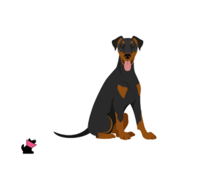 doberman jaki jest i na co choruje