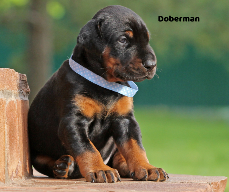 doberman jaki jest i na co choruje