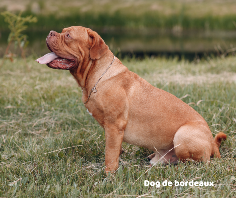 Dog de bordeaux jaki jest i na co choruje