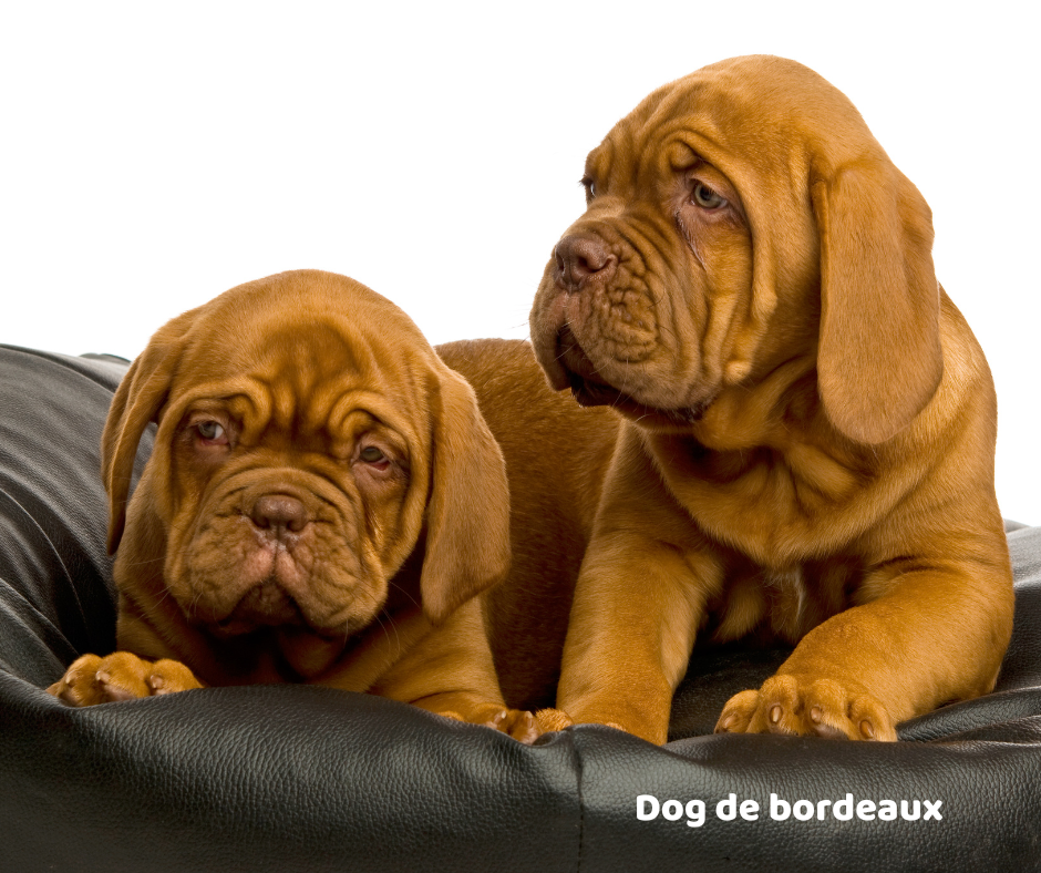 Dog de bordeaux jaki jest i na co choruje
