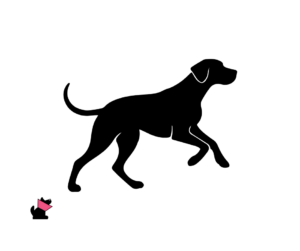 Dog niemiecki jaki jest i na co choruje