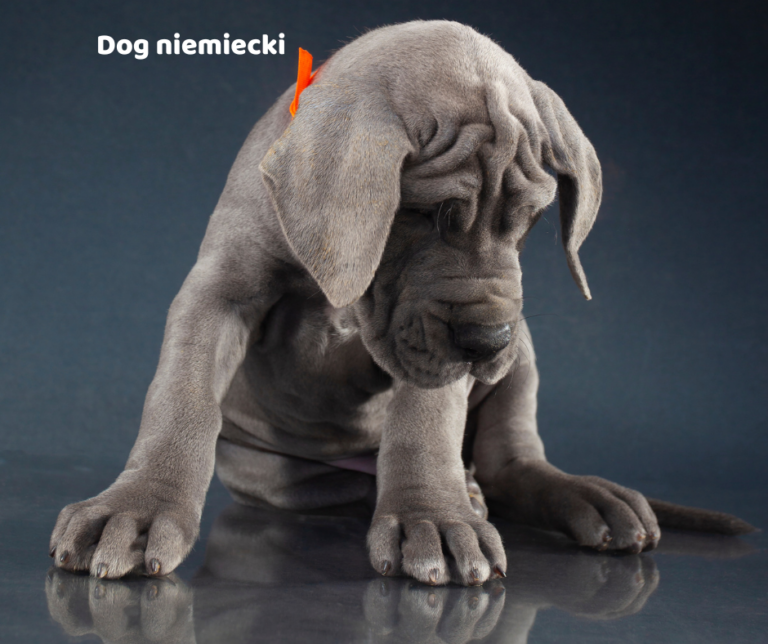Dog niemiecki jaki jest i na co choruje