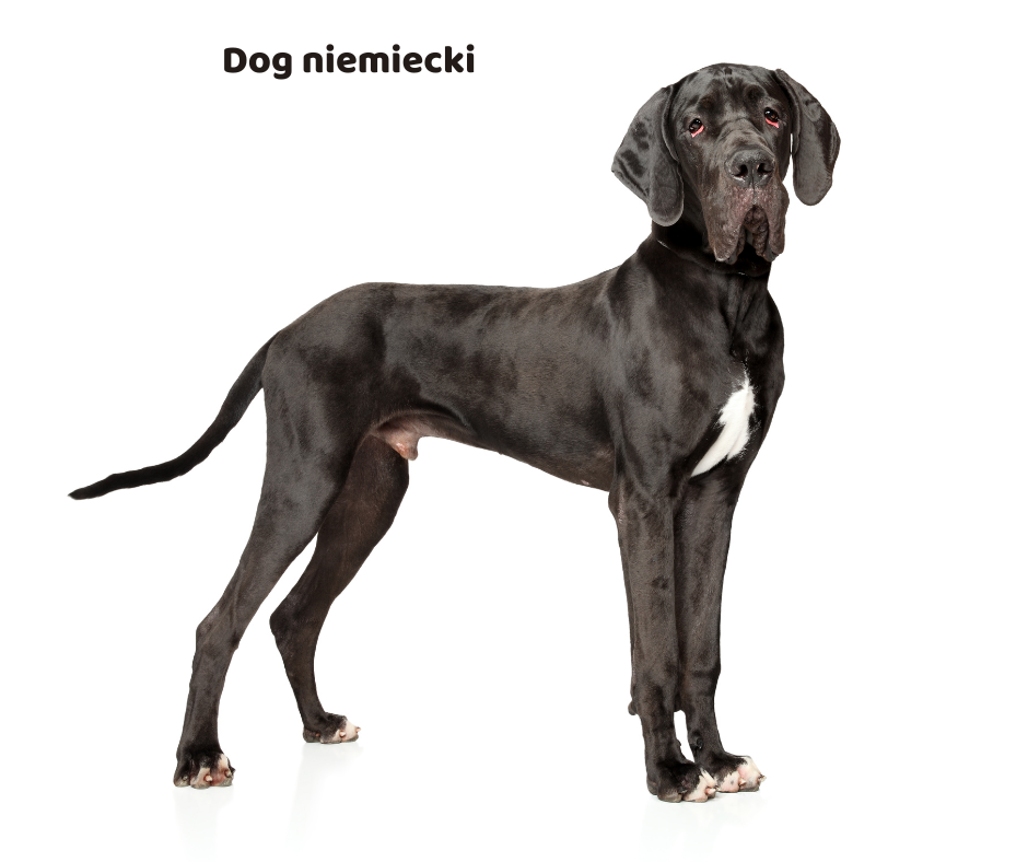 Dog niemiecki jaki jest i na co choruje