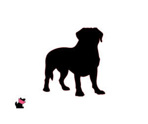 Dog de bordeaux jaki jest i na co choruje