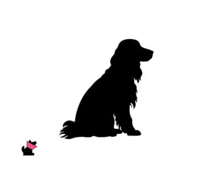 Field spaniel jaki jest i na co choruje