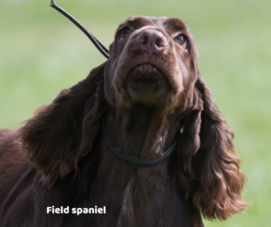 Field spaniel jaki jest i na co choruje