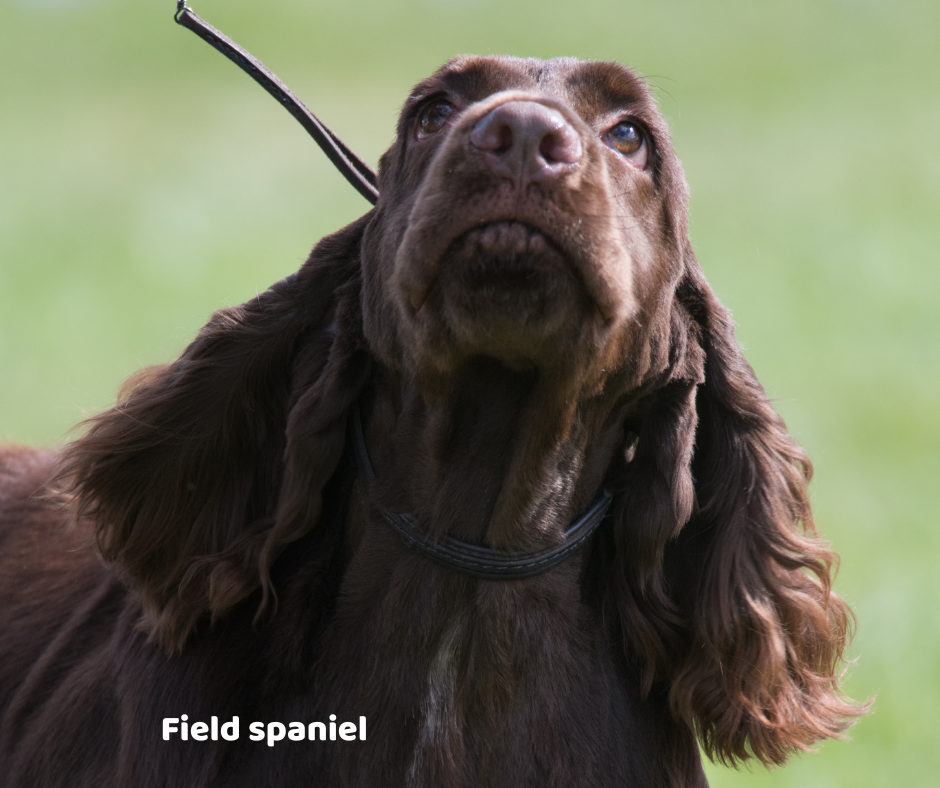 Field spaniel jaki jest i na co choruje