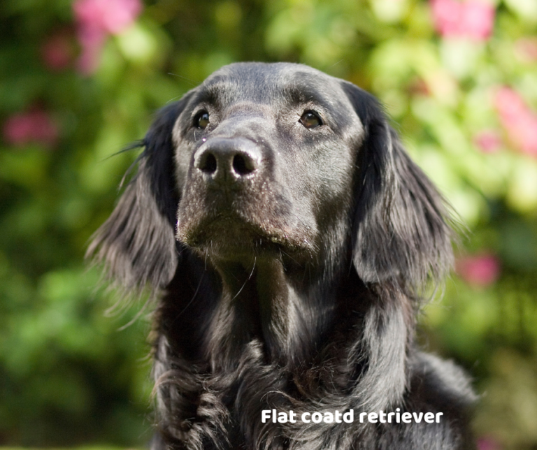 Flat coated retriever jaki jest i na co choruje