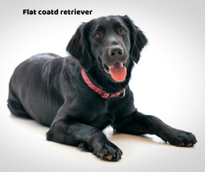 Flat coated retriever jaki jest i na co choruje