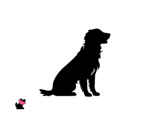 Flat coated retriever jaki jest i na co choruje