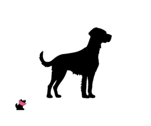 Epagneul breton (brittany) jaki jest i na co choruje