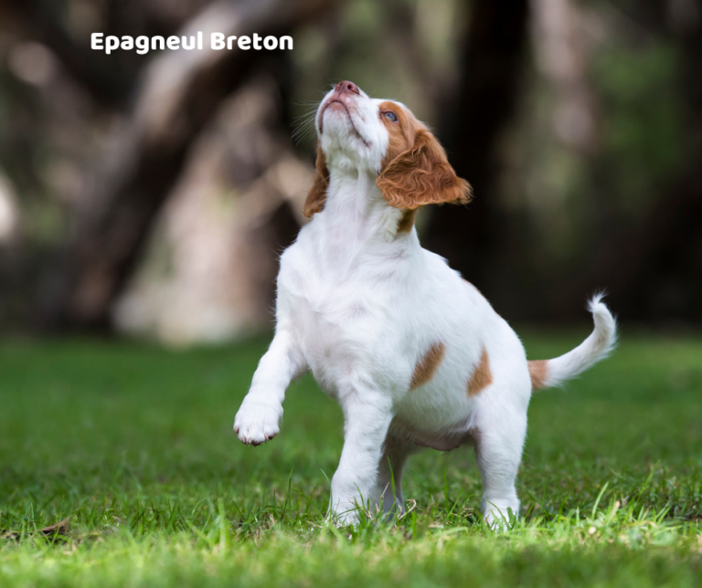 Epagneul breton (brittany) jaki jest i na co choruje