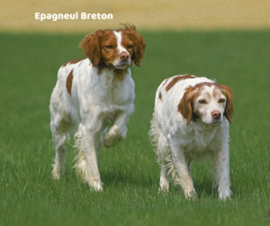 Epagneul breton (brittany) jaki jest i na co choruje