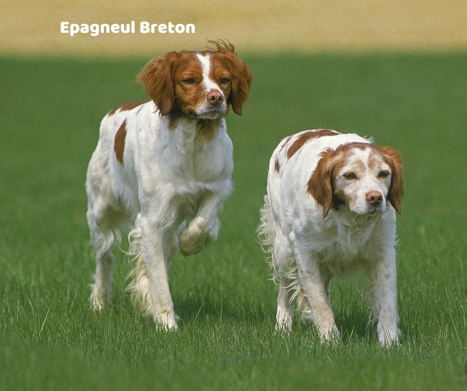 Epagneul breton (brittany) jaki jest i na co choruje