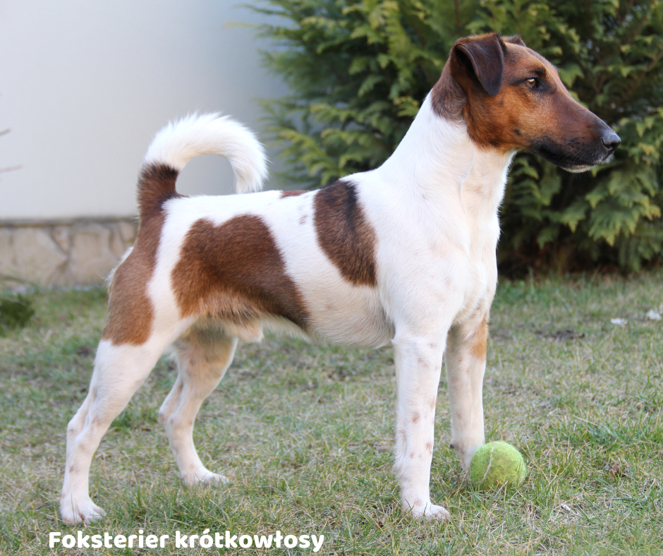 Foksterier krótkowłosy jaki jest i na co choruje