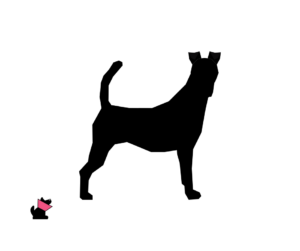 Foksterier krótkowłosy jaki jest i na co choruje