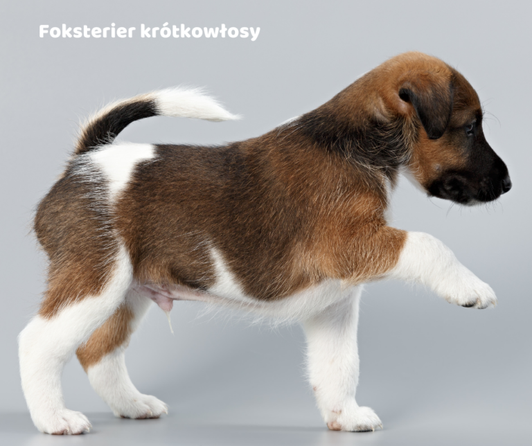 Foksterier krótkowłosy jaki jest i na co choruje
