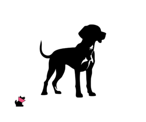 Foxhound angielski jaki jest i na co choruje