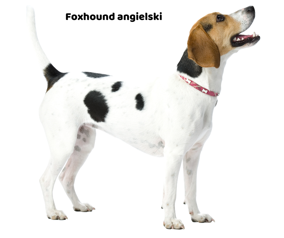 Foxhound angielski jaki jest i na co choruje