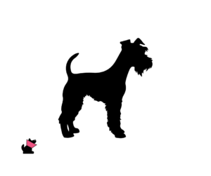 Foksterier szorstkowłosy jaki jest i na co choruje