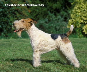 Foksterier szorstkowłosy jaki jest i na co choruje
