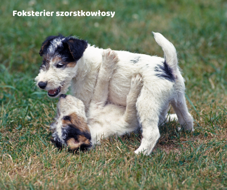 Foksterier szorstkowłosy jaki jest i na co choruje